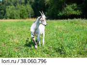 Серо-белая козочка на поле на фоне леса в летний солнечный день. Стоковое фото, фотограф E. O. / Фотобанк Лори