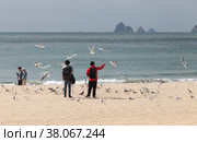 Tourists feed seagulls at Haeundae beach on a sunny day (2018 год). Редакционное фото, фотограф EugeneSergeev / Фотобанк Лори