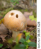 Mushroom in the forest closeup. Стоковое фото, фотограф Argument / Фотобанк Лори