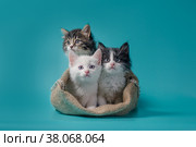 Three kittens in a sack on a turquoise background. Стоковое фото, фотограф Артем Курутин / Фотобанк Лори