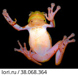 Bright green with a pink belly the tree frog clung to the glass. Стоковое фото, фотограф Артем Курутин / Фотобанк Лори