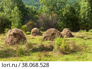 Fresh mowed hay is collected in stacks in a forest clearing on a sunny day. Farming, animal husbandry, haymaking for the winter in the countryside. Стоковое фото, фотограф Виктория Катьянова / Фотобанк Лори