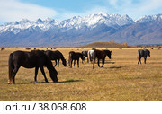 Herd of horses grazing in yellowed meadow in foothill valley at the background of snowy mountains. Autumn landscape. Siberia, Baikal region, Buryatia, Tunka Valley, Eastern Sayan Mountains. Стоковое фото, фотограф Виктория Катьянова / Фотобанк Лори