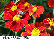 Шмель сидит на красном цветке бархатки (Tagetes) Стоковое фото, фотограф Цибаев Алексей / Фотобанк Лори