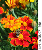 Шмель сидит на красном цветке бархатки (Tagetes) Стоковое фото, фотограф Цибаев Алексей / Фотобанк Лори
