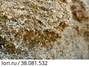Closeup of organic mass of ensiled corn stalks and leaves. Стоковое фото, фотограф Яков Филимонов / Фотобанк Лори
