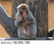 Portrait of a japanese macaque snow monkey. Стоковое фото, фотограф Фотограф / Фотобанк Лори