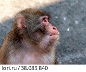 Portrait of a japanese macaque snow monkey. Стоковое фото, фотограф Фотограф / Фотобанк Лори