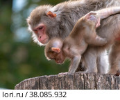 Portrait of a japanese macaque snow monkey. Стоковое фото, фотограф Фотограф / Фотобанк Лори