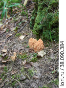 Гриб рамария жёлтая (Ramaria flava) Стоковое фото, фотограф Геннадий / Фотобанк Лори