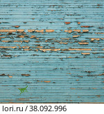 Isolated background: Peeling paint on old wall. Стоковое фото, фотограф Елена  Попкова / Фотобанк Лори