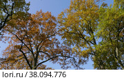 Петергоф, парк Александрия осенью. Дубы в осеннем убранстве. Peterhof, Alexandria Park in autumn. Oaks in autumn decoration. (2021 год). Стоковое видео, видеограф Евгений Романов / Фотобанк Лори