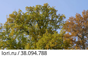 Петергоф, парк Александрия осенью. Дубы в осеннем убранстве. Peterhof, Alexandria Park in autumn. Oaks in autumn decoration. (2021 год). Стоковое видео, видеограф Евгений Романов / Фотобанк Лори