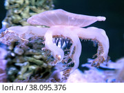 Медуза Кассиопея Андромеда (Cassiopea andromeda) Стоковое фото, фотограф Татьяна Белова / Фотобанк Лори