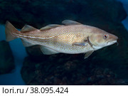Рыба треска, или лабардан (Gadus morhua) Стоковое фото, фотограф Татьяна Белова / Фотобанк Лори
