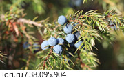 Juniperus communis. Плоды можжевельника обыкновенного крупным планом, Ямало-Ненецкий автономный округ. Стоковое видео, видеограф Григорий Писоцкий / Фотобанк Лори