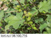 Дурнишник (L. Xanthium) используется как лекарственное растение. Стоковое фото, фотограф Александр Романов / Фотобанк Лори