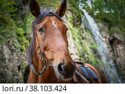 Портрет лошади. Стоковое фото, фотограф Виталий Михайлюк / Фотобанк Лори