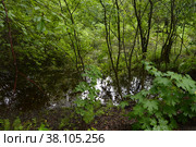 Казанский лес. Широколиственный лес. Лето Kazan forest. Broad-leaved forest. Summer Tilia cordata Mill., Betula pendula Roth. Стоковое фото, фотограф Светлана Федорова / Фотобанк Лори