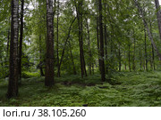 Казанский лес. Широколиственный лес. Лето Kazan forest. Broad-leaved forest. Summer Tilia cordata Mill., Betula pendula Roth. Стоковое фото, фотограф Светлана Федорова / Фотобанк Лори