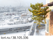Concept the ending of holidays and celebrations. Man throwing away felled tree from his home after Christmas and New year. Стоковое фото, фотограф Camptoloma / Фотобанк Лори