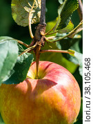 Single red apple on a tree branch hanging. Стоковое фото, фотограф Camptoloma / Фотобанк Лори