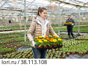 Female floriculturist arranging pots with blooming Calendula. Стоковое фото, фотограф Яков Филимонов / Фотобанк Лори