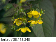 Цветущий Вербейник реснитчатый (Lysimachia ciliata), крупный план. Стоковое фото, фотограф Александр Курлович / Фотобанк Лори