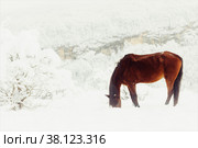 Red horse earn their provender. Стоковое фото, фотограф Андрей С / Фотобанк Лори