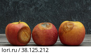 Three rotten apples with mold on a dark background. Стоковое фото, фотограф Алёна Золотухина / Фотобанк Лори
