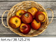 Rotten apples in the basket Bad harvest Hunger. Стоковое фото, фотограф Алёна Золотухина / Фотобанк Лори