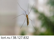 Big mosquito with long legs Crane fly or mosquito hawks on glass. Стоковое фото, фотограф Дмитрий Коростылев / Фотобанк Лори
