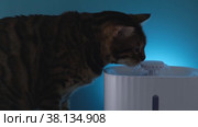 The cat drinks at night from a drinking fountain. Illuminated device. Modern automatic drinker for cats and other animals. Sensory drinking fountain for animals. Стоковое видео, видеограф Дина Дамоцева / Фотобанк Лори