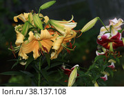 Цветущая лилия на черном фоне. Flowering lily in the home garden in the summer. Natural blurred background. Стоковое фото, фотограф Oleg Borunov / Фотобанк Лори