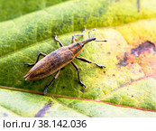 Жук долгоносик (слоник).  (лат. Curculionidae) ( англ. weevil beetle) Стоковое фото, фотограф Галина Савина / Фотобанк Лори