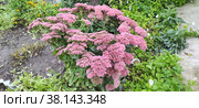 Sedum succulent belongs to the tolstyanka family. Стоковое фото, фотограф Игорь Валерьевич Устинов / Фотобанк Лори