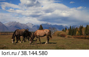 Autumn in highlands. Horses graze on meadow on bank of Irkut river against background of  mountain range and yellowed forest on sunny September day. Buryatia, Eastern Sayans, Irkut river, Tunka valley. Стоковое видео, видеограф Виктория Катьянова / Фотобанк Лори
