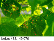 Lime nail gall caused by red nail gall mite Eriophyes tiliae on the leaves of common lime. Стоковое фото, фотограф Anastasia Kayander / Фотобанк Лори
