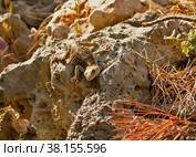 Ящерица агама на камне. Стоковое фото, фотограф Сапрыгин Сергей / Фотобанк Лори