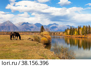 Autumn in highlands. Horses graze on meadow on bank of calm river. Yellowed forest and mountain range are reflected in river on sunny September day. Buryatia, Eastern Sayans, Irkut river, Tunka valley. Стоковое фото, фотограф Виктория Катьянова / Фотобанк Лори