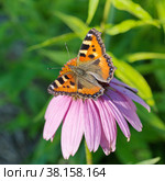 Бабочка крапивница (лат. Aglais urticae) на цветке эхинацеи пурпурной (лат. Echinacea purpurea) Стоковое фото, фотограф Елена Коромыслова / Фотобанк Лори