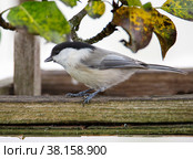 Буроголовая гаичка, или пухляк, (лат. Poecile montanus, англ. willow tit, titmouse) Стоковое фото, фотограф Галина Савина / Фотобанк Лори