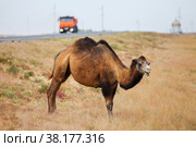 Dromedary camel. Стоковое фото, фотограф Art Konovalov / Фотобанк Лори