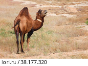Dromedary camel. Стоковое фото, фотограф Art Konovalov / Фотобанк Лори