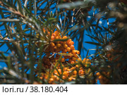 Sea buckthorn growing on a tree close up Hippophae rhamnoides. Стоковое фото, фотограф Ольга Ильина / Фотобанк Лори