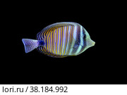 Fish Zebrasoma sailing Desjardins (Zebrasoma desjardinii) on black background. Стоковое фото, фотограф Евгений Ткачёв / Фотобанк Лори