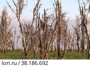 Мертвые деревья в африканской саванне (2021 год). Стоковое фото, фотограф EgleKa / Фотобанк Лори