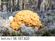 Рамария жёлтая крупным планом на фоне хвойного леса. Стоковое фото, фотограф Лозовая Людмила / Фотобанк Лори