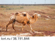 Bactrian camel. Стоковое фото, фотограф Art Konovalov / Фотобанк Лори