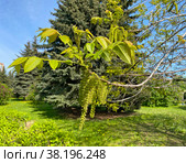 Орех айлантолистный (Juglans ailantifolia). Ветвь с соцветием. Стоковое фото, фотограф Мария Кылосова / Фотобанк Лори